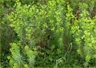 Euphorbe petit cyprès