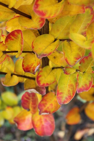 Lagerstroemia indica doré par l'automne.