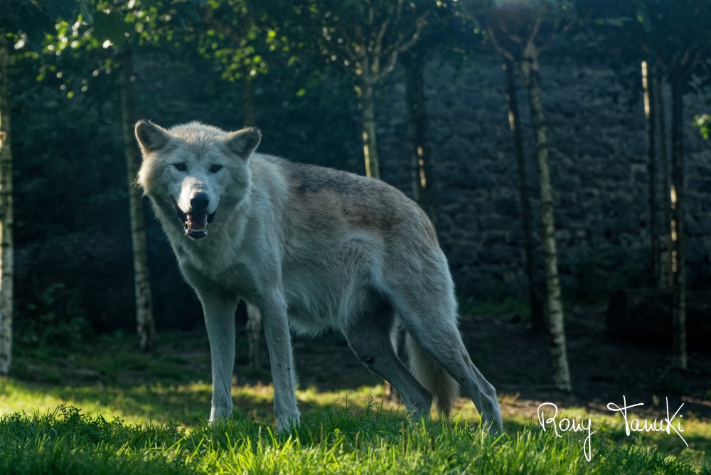 Loup du Canada Aout 2021 Part.3