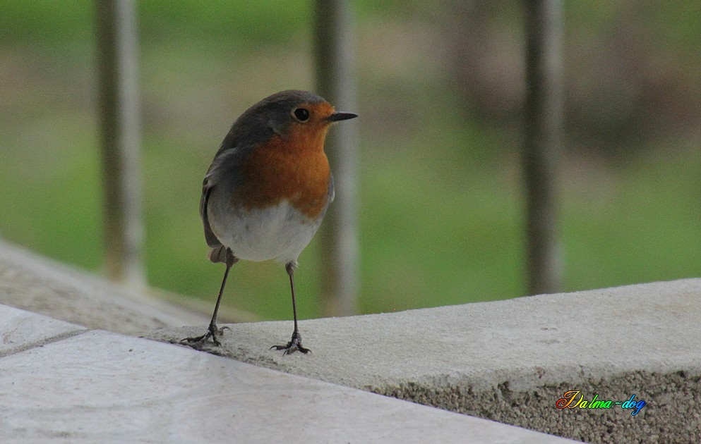 rouge gorge