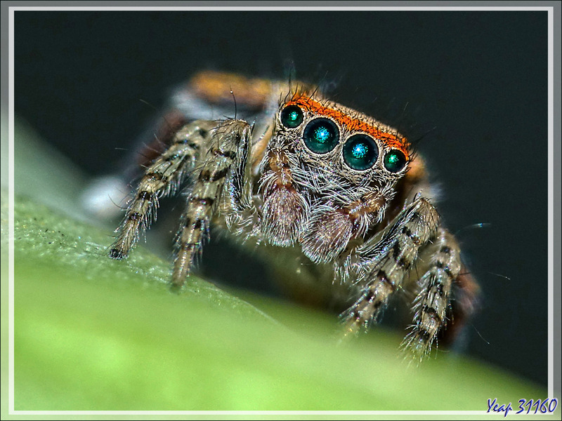 Araignée sauteuse (Saltique, Jumping spider) "Pied barbu" (Saitis barbipes) mâle - Lartigau - Milhas - 31