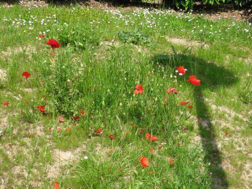 Joli coquelicot