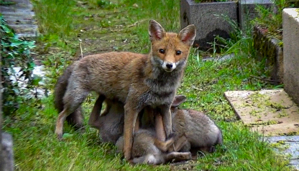 Des renards au cimetière du Père-Lachaise !