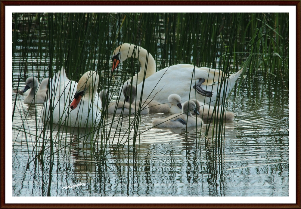 La Petite Famille