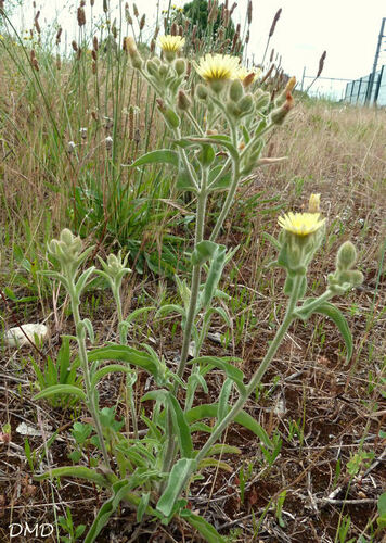 Andryala integrifolia  -  andryale à feuilles entières