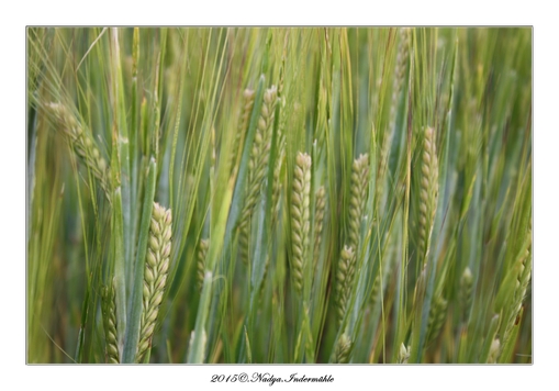 Le blé, 2015