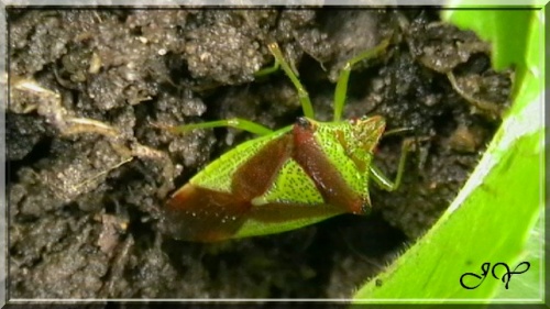 Punaise de l'Aubépine.