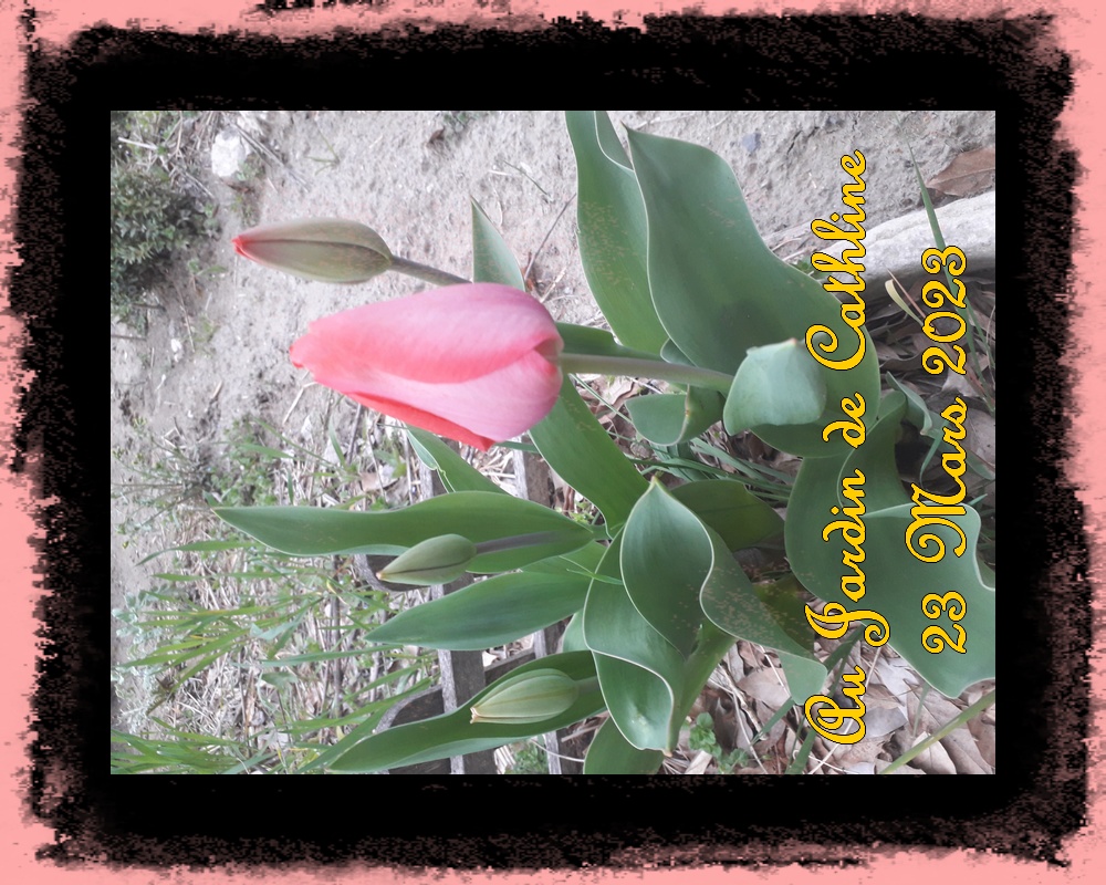Première tulipe