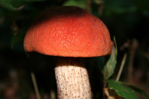 Champignons 1210b