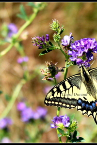 Machaon ou Papilio Machaon