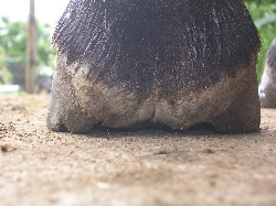 pieds nus 3 jours après le deferrage