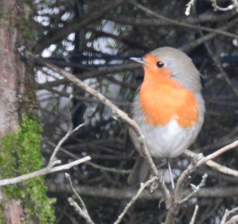 Le petit rouge-gorge...