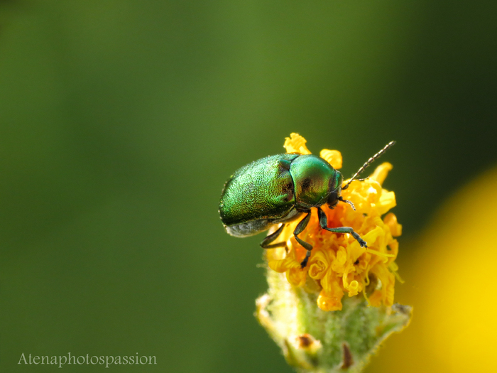 Chrysolina herbacea