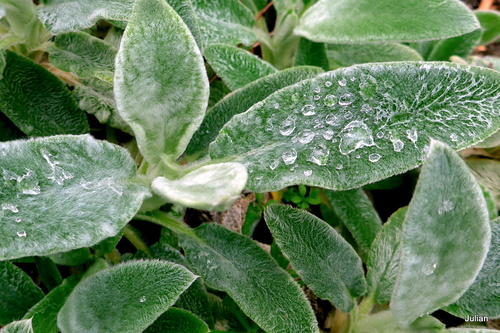 Des feuilles après la pluie!