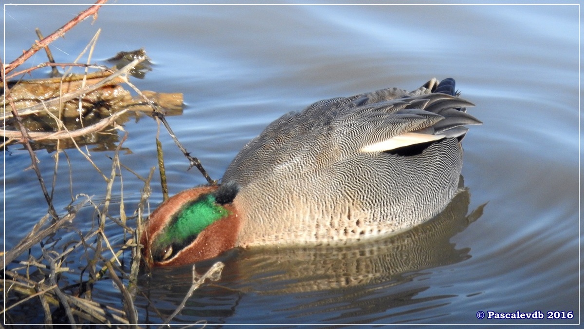 Réserve ornitho du Teich - Décembre 2016 - 2/13