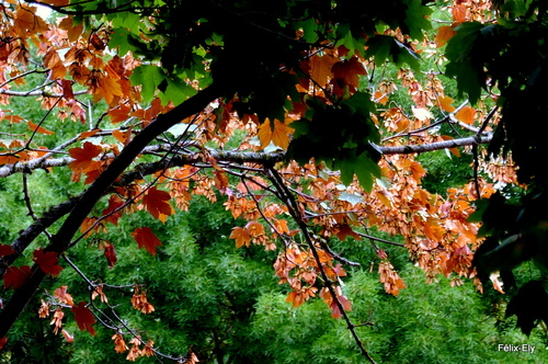 Feuilles du platane