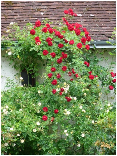 Chédigny .. une suite fleurie et parfumée 