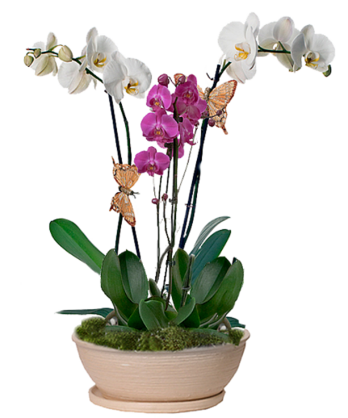 Orchidées en  vase