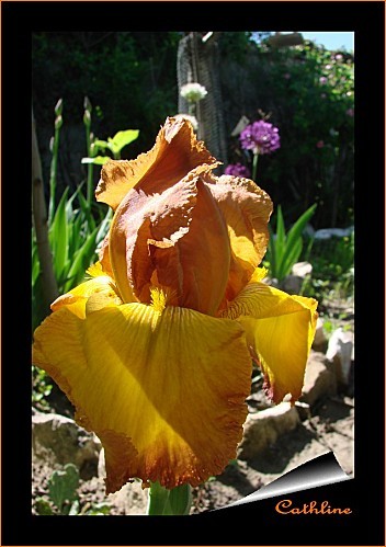 nouvel-iris--2-couleurs.jpg
