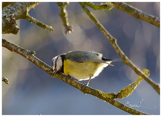 La mésange bleue