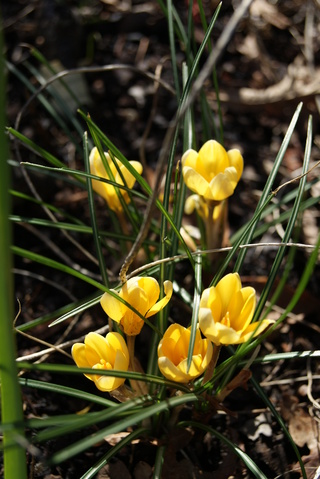 crocus botaniques