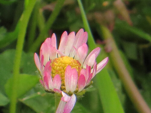 Parterre de pâquerettes