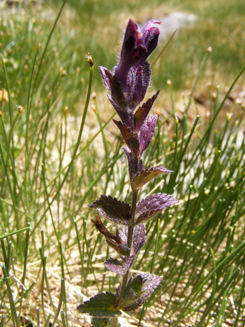 Bartsia alpina, Scrophulariaceae