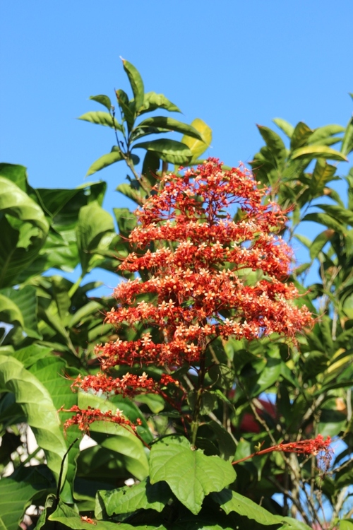 Quelques fleurs du Costa Rica