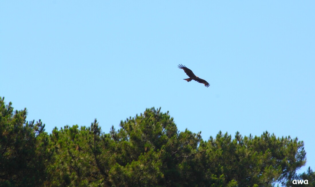 Le lac de Lacanau : LAC  DES  CYGNES  ...