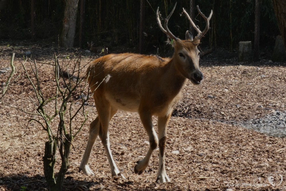 Cerfs du Père David