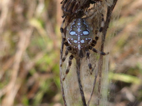 Araneus quadratus