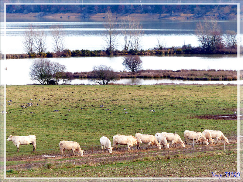 Lac de Puydarrieux avec son troupeau de vaches Blondes d'Aquitaine - Hautes-Pyrénées