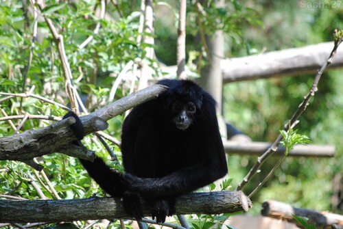 (6) L'atèle noir de Colombie.