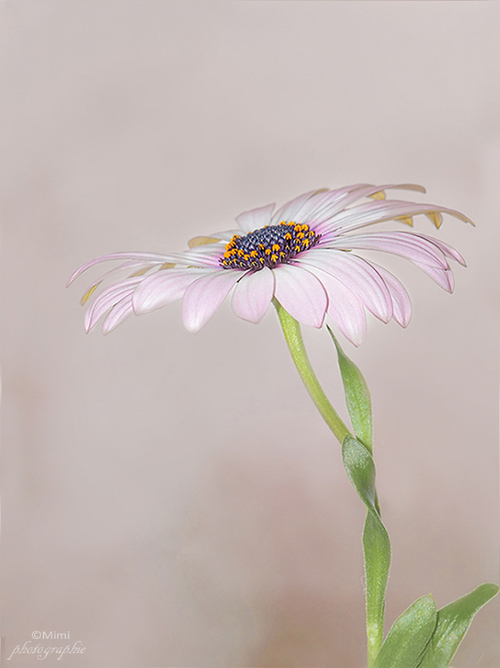 Osteospermum