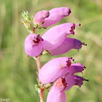 Erica ciliaris  -  bruyère ciliée