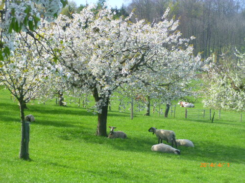 Moutons suisses sous arbres en fleurs...