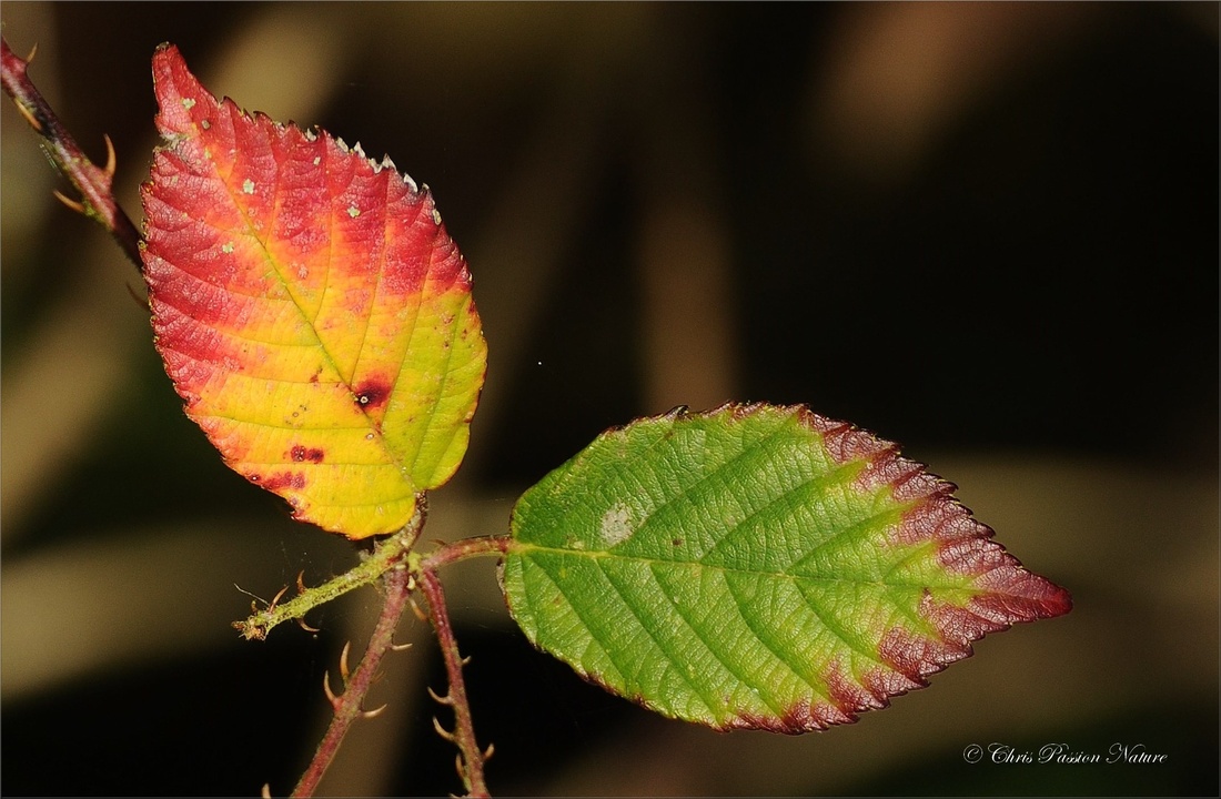 Feuilles de mûrier aux couleurs d'autome