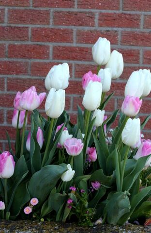 Les tulipes de la Roseraie (3/3)