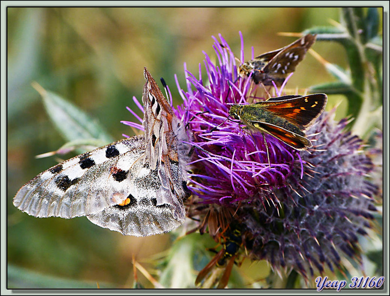 Papillons Apollon et Hespéries sur chardon - Estany de Vallserra - Les Angles - 66  (Faune)