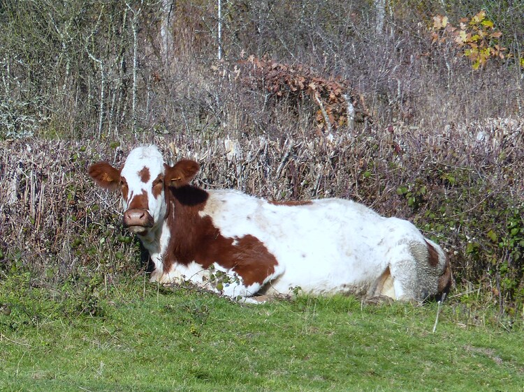 Les vaches