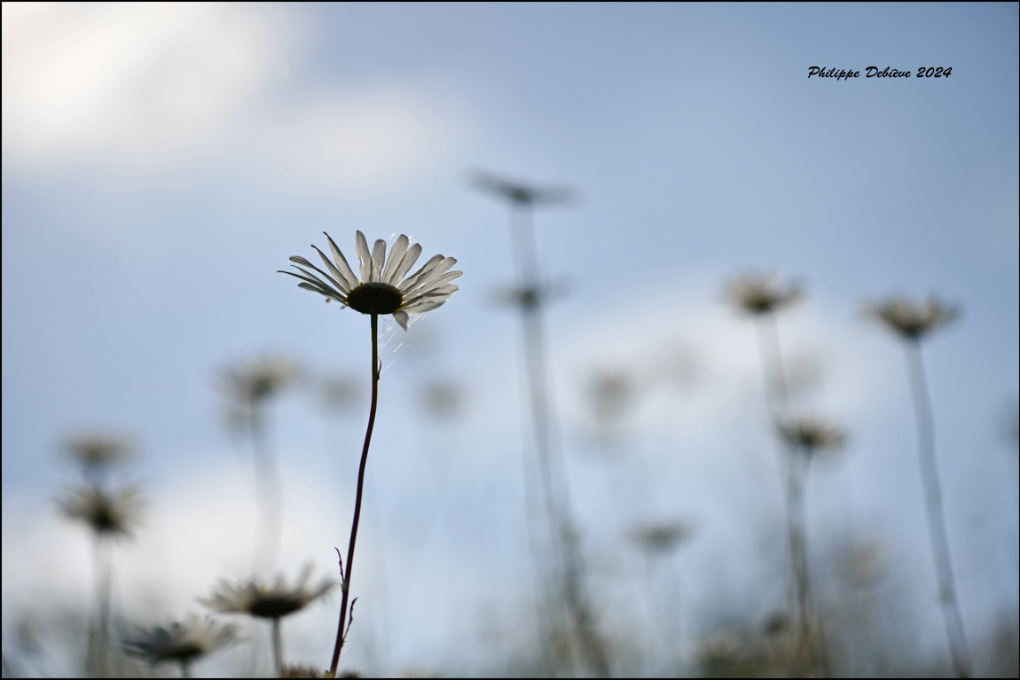 Marcasse et Alentours - 2/2