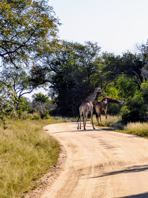 parc naturel Krüger; les girafes;