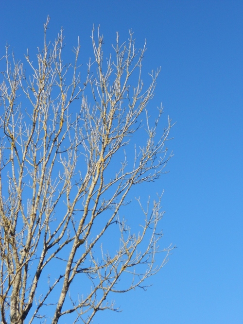 branches défeuillées d’un frêne sur fond de ciel bleu  