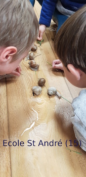 Des escargots dans les classes de maternelle et CE