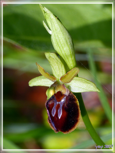 Ophrys araignée (Ophrys aranifera) sous réserves - Boulogne-sur-Gesse - 31