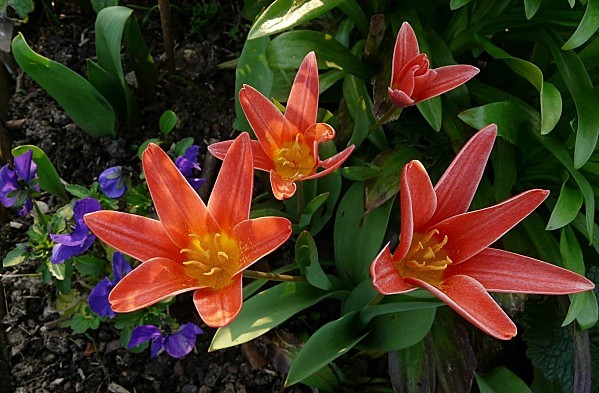Tulipes-botaniques-5-03-2011-012.jpg