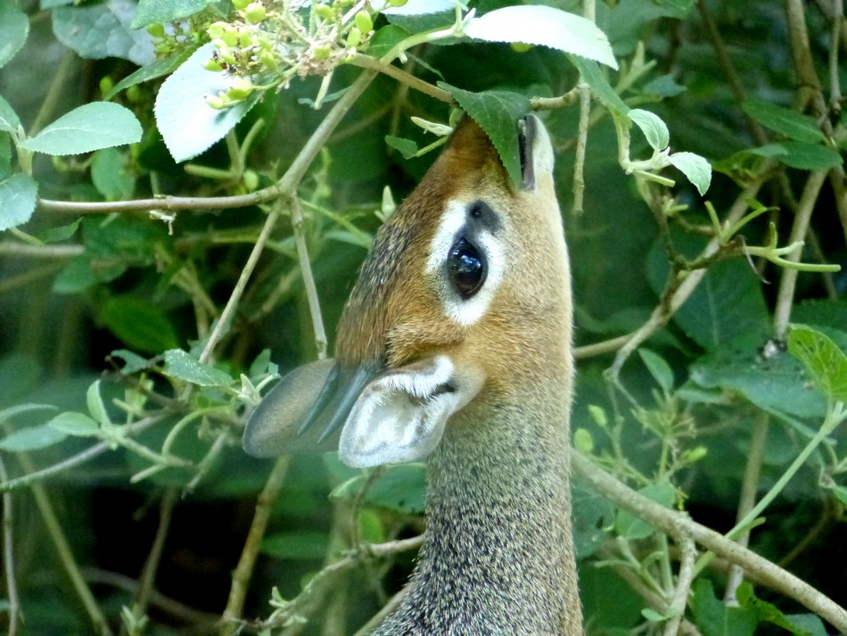 Nature, Animaux, été 2017 