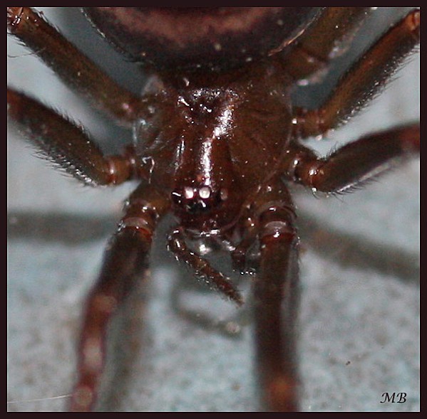 Arachnides-02-8004.jpg