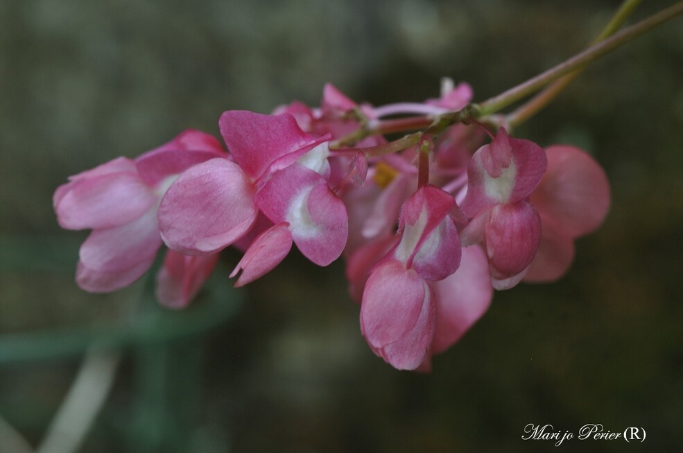 Fleurs de Bégonia