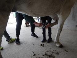 journée au poney club